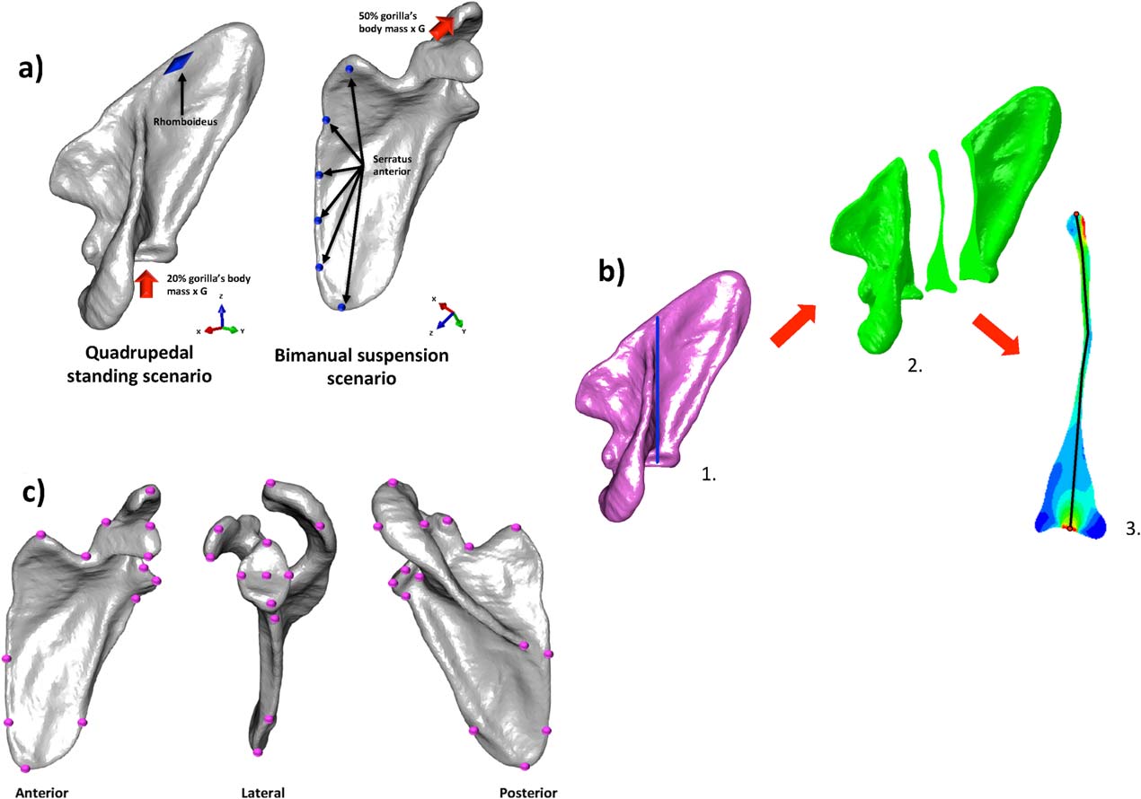 Standing On The Shoulders Of Apes Analyzing The Form And Function Of The Hominoid Scapula Using Geometric Morphometrics And Finite Element Analysis Thomas A Puschel